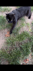 Found/Stray Male Cat last seen Hayes Cardinal Auditorium, The Bronx, NY 10471