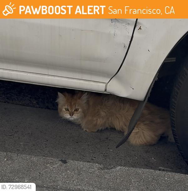 Found/Stray Unknown Cat last seen Mason St between Pacific and Jackson, San Francisco, CA 94133
