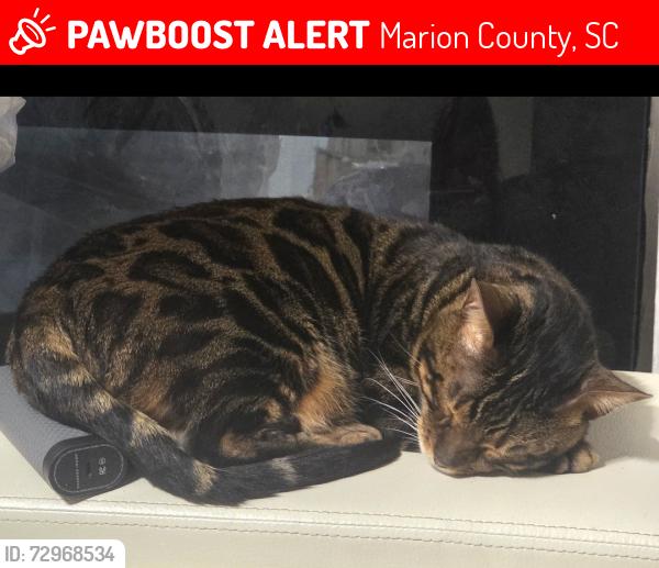 Lost Male Cat last seen Pee Dee Island Rd near Tims Auto Body Shop, Marion County, SC 29574