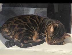 Lost Male Cat last seen Pee Dee Island Rd near Tims Auto Body Shop, Marion County, SC 29574