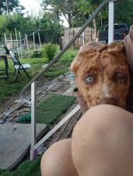 Reunited Female Dog last seen Near McAllister rd, Brookshire, TX 77423