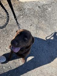 Found/Stray Male Dog last seen Near the stop sign in between neighborhoods Lightwood Cottages and Anderson Grant, Moore, SC 29369