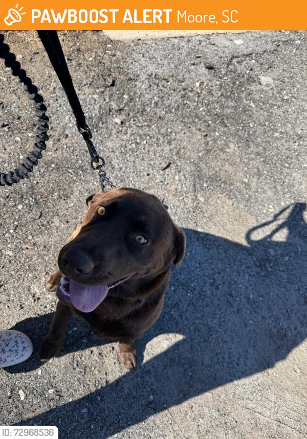 Found/Stray Male Dog last seen Near the stop sign in between neighborhoods Lightwood Cottages and Anderson Grant, Moore, SC 29369
