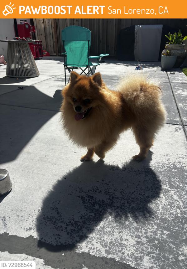 Found/Stray Male Dog last seen Via La jolla, San Lorenzo, CA 94580