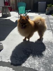 Found/Stray Male Dog last seen Via La jolla, San Lorenzo, CA 94580