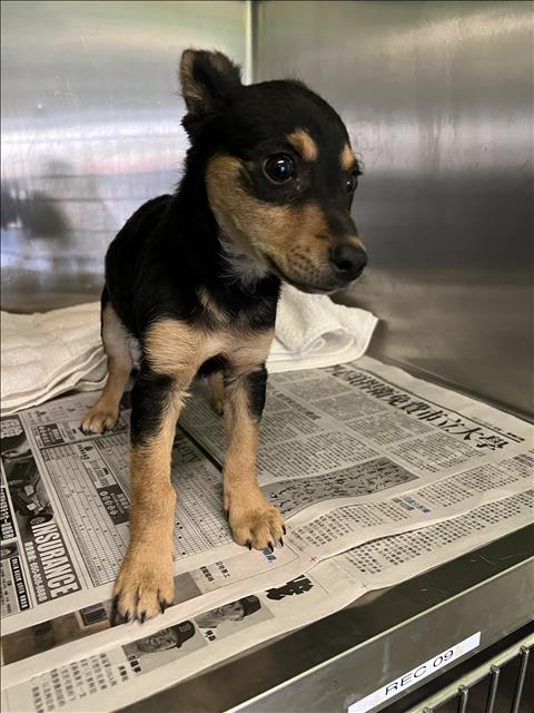 Shelter Stray Unknown Dog last seen , Los Angeles, CA 90047