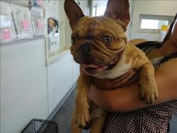 Shelter Stray Unknown Dog last seen , Los Angeles, CA 90047