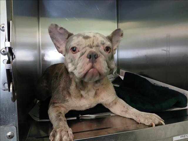 Shelter Stray Unknown Dog last seen , Los Angeles, CA 90047