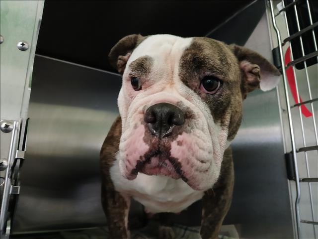 Shelter Stray Unknown Dog last seen , Los Angeles, CA 90047