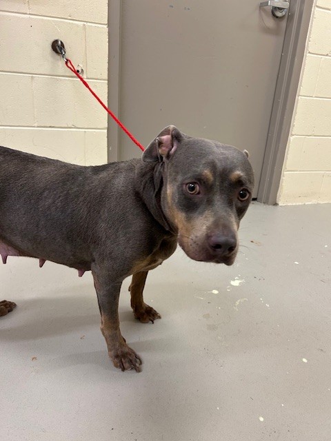 Shelter Stray Female Dog last seen SAND LAKE RD, Sanford, FL 32773