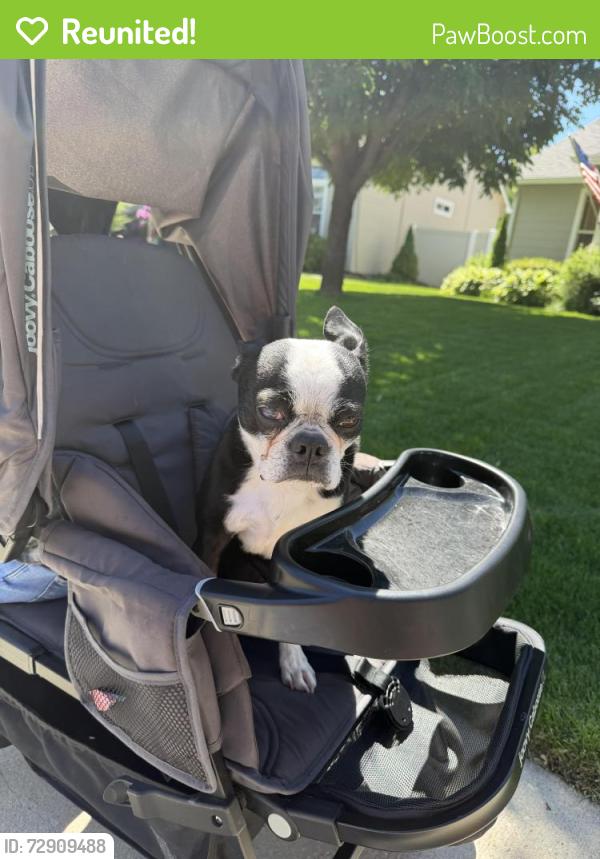Reunited Female Dog last seen Kelly Creek Park, Meridian, ID 83646
