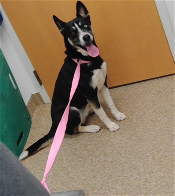 Shelter Stray Female Dog last seen Near BLOCK 4TH ST NW, Albuquerque, NM 87105