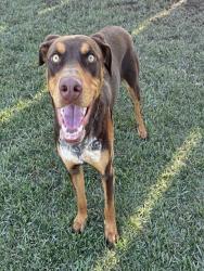 Shelter Stray Male Dog last seen INDIANA AVE AND WILBUR ST, RIVERSIDE, CA, Jurupa Valley, CA 92509