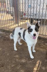 Shelter Stray Male Dog last seen Near BLOCK MISSION BL, JURUPA VALLEY, CA, Jurupa Valley, CA 92509