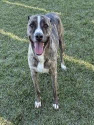 Shelter Stray Male Dog last seen MAGNOLIA AVE /FILLMORE ST, RIVERSIDE CA, Jurupa Valley, CA 92509