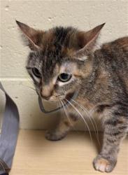 Shelter Stray Female Cat last seen AZEVEDO DR & PEBBLEWOOD DR, Sacramento, CA 95818