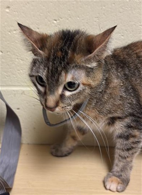 Shelter Stray Female Cat last seen AZEVEDO DR & PEBBLEWOOD DR, Sacramento, CA 95818