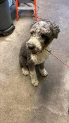 Shelter Stray Female Dog last seen DRYCREEK RD &  PINEDALE AVE, Sacramento, CA 95818