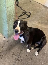 Shelter Stray Female Dog last seen MORRISON AVE AT NORWOOD AVE, Sacramento, CA 95818
