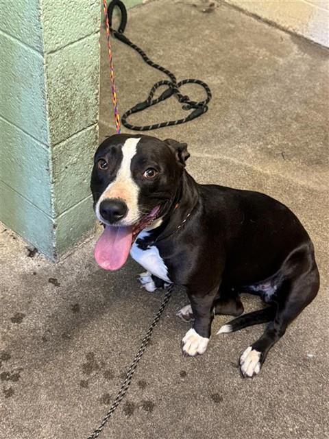 Shelter Stray Female Dog last seen MORRISON AVE AT NORWOOD AVE, Sacramento, CA 95818