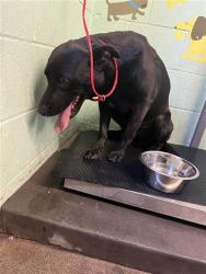 Shelter Stray Male Dog last seen MCGLASHAN ST & LAWRENCE DR, Sacramento, CA 95818