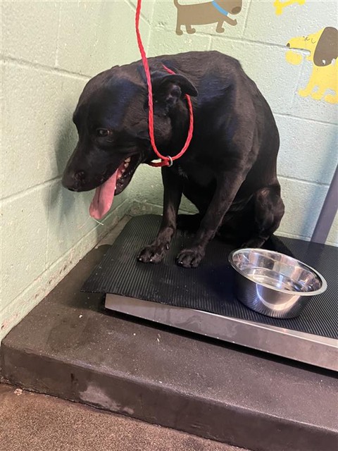 Shelter Stray Male Dog last seen MCGLASHAN ST & LAWRENCE DR, Sacramento, CA 95818