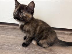 Shelter Stray Female Cat last seen CHARLOTTE, Charlotte, NC 28217