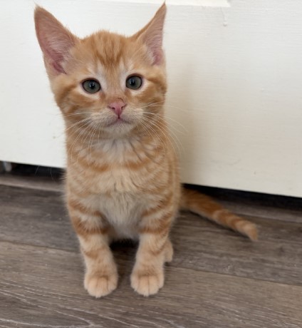 Shelter Stray Male Cat last seen CHARLOTTE, 8315 Byrum Dr, Charlotte, NC 28217, USA