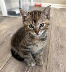 Shelter Stray Female Cat last seen CHARLOTTE, Charlotte, NC 28217