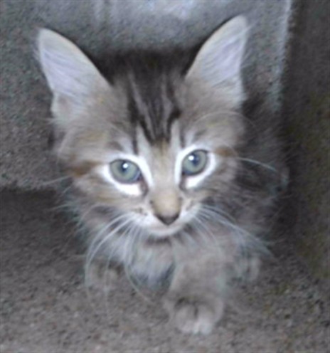 Shelter Stray Female Cat last seen , Irwindale, CA 91706