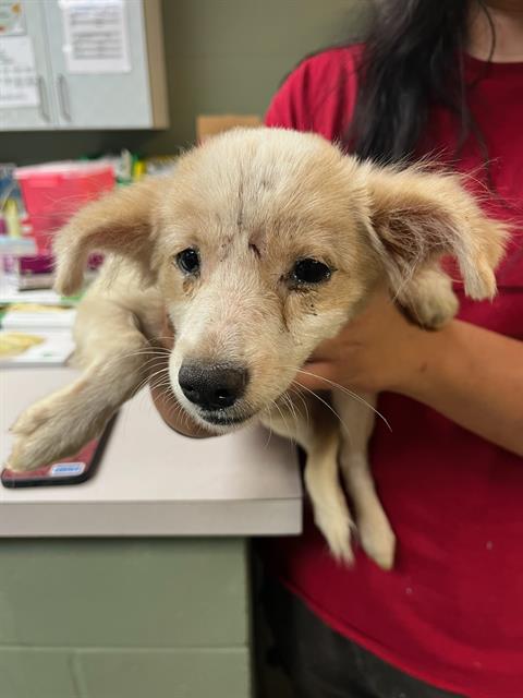 Shelter Stray Female Dog last seen Near BLOCK OGLESBY AVE, Jacksonville, FL 32204