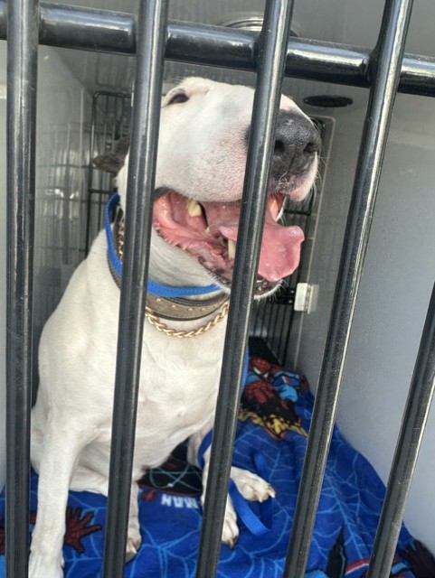 Shelter Stray Female Dog last seen Near BLOCK SANTA BARBARA AVE, PUEBLO, CO, Pueblo, CO 81008