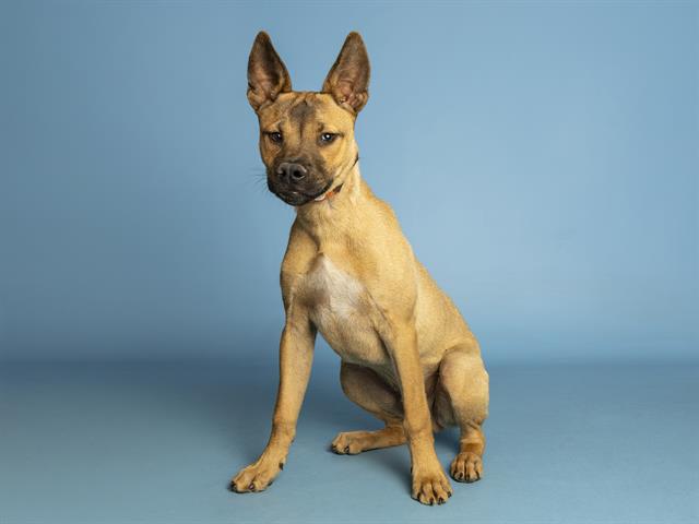 Shelter Stray Male Dog last seen KRISTA DR/LARIAT DR, Phoenix, AZ 85008