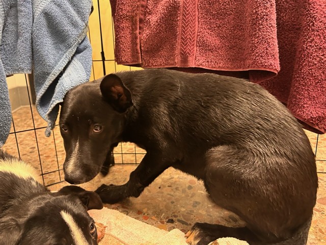 Shelter Stray Female Dog last seen 35TH AVE AND VAN BUREN, Phoenix, AZ 85008