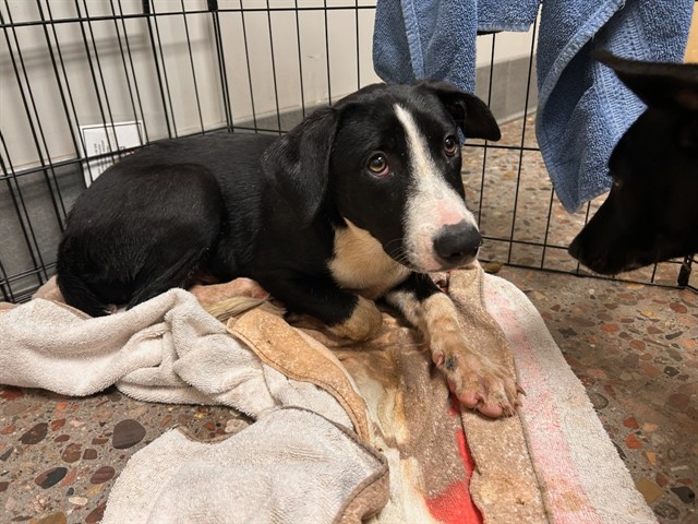 Shelter Stray Female Dog last seen 35TH AVE AND VAN BUREN, Phoenix, AZ 85008