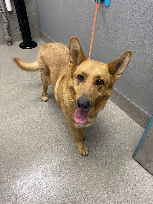 Shelter Stray Female Dog last seen N EASTERN AVE & E OWENS AVE, Las Vegas, NV 89101