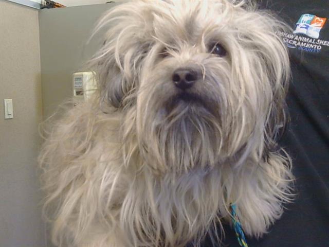 Shelter Stray Female Dog last seen LONGFORD DR/BREMEN DR, 95621, Sacramento, CA 95827