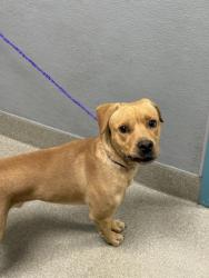 Shelter Stray Male Dog last seen Near BLOCK DESERT FLOWER DR, LAS VEGAS NV 89156, Las Vegas, NV 89101