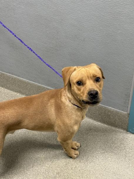 Shelter Stray Male Dog last seen Near BLOCK DESERT FLOWER DR, LAS VEGAS NV 89156, Las Vegas, NV 89101