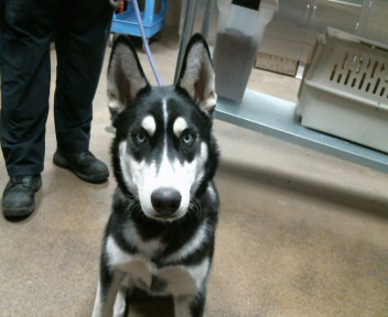 Shelter Stray Male Dog last seen FRANKLIN BLVD/BEAN RANCH RD, GALT CA 95632, Sacramento, CA 95827