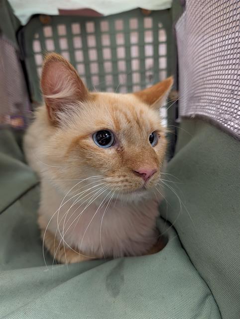 Shelter Stray Male Cat last seen CALVINE RD/ELK GROVE FLORIN RD, 95829, Sacramento, CA 95827