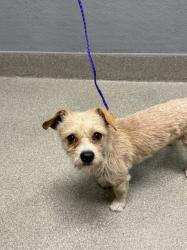 Shelter Stray Male Dog last seen Near BLOCK E CHARLESTON BLVD, LAS VEGAS NV 89104, Las Vegas, NV 89101