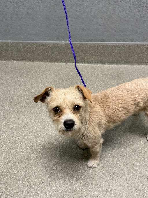 Shelter Stray Male Dog last seen Near BLOCK E CHARLESTON BLVD, LAS VEGAS NV 89104, Las Vegas, NV 89101