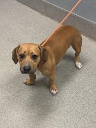 Shelter Stray Male Dog last seen S LAMB BLVD & BOULDER HWY, Las Vegas, NV 89101