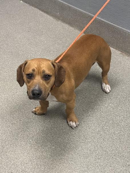 Shelter Stray Male Dog last seen S LAMB BLVD & BOULDER HWY, Las Vegas, NV 89101