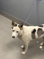Shelter Stray Female Dog last seen Near BLK N MOJAVE RD, Las Vegas, NV 89101