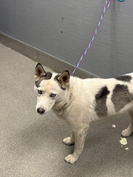 Shelter Stray Female Dog last seen Near BLK N MOJAVE RD, Las Vegas, NV 89101