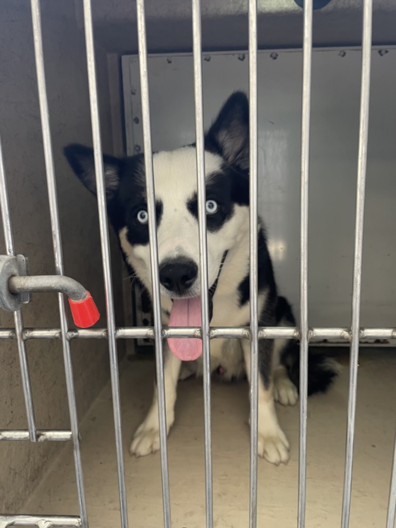 Shelter Stray Male Dog last seen Near BLOCK N DECATUR BLVD, LAS VEGAS NV 89108, Las Vegas, NV 89101