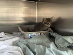 Shelter Stray Male Cat last seen Near BLOCK S A ST, Perris, CA 92571