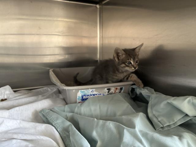 Shelter Stray Male Cat last seen Near BLOCK S A ST, Perris, CA 92571